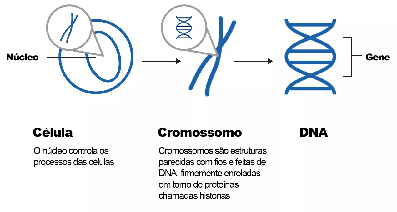 celula-cromossomo-dna-explicacao